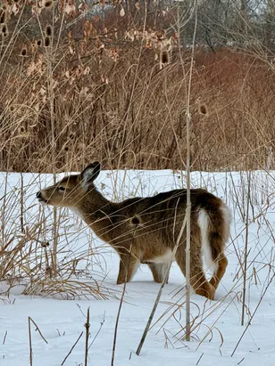 White-tailed deer in winter